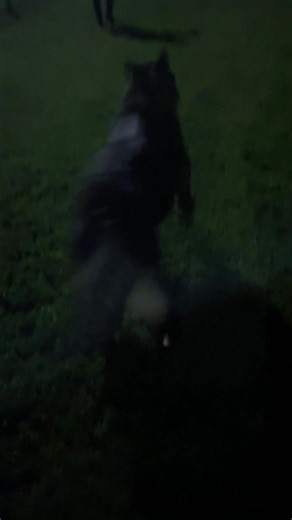 Dock Diving Training for Building Confidence in Dogs