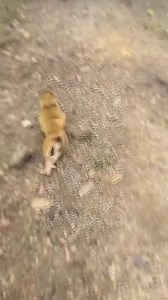 Poor baby monkeys are handicapped when they are just born 💖🌿 #baby #NewsUpdate #monkey #Very #reels #Leo #newborn #cute #milkyway #crying | Monkey history 2024