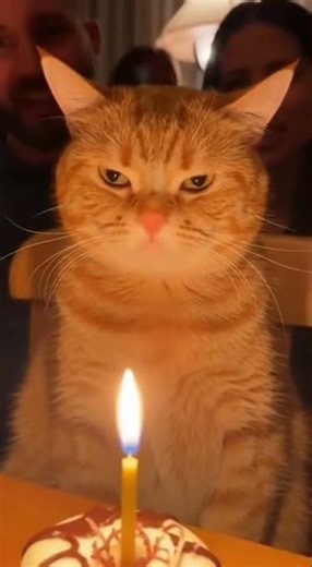 Angry Birthday Cat