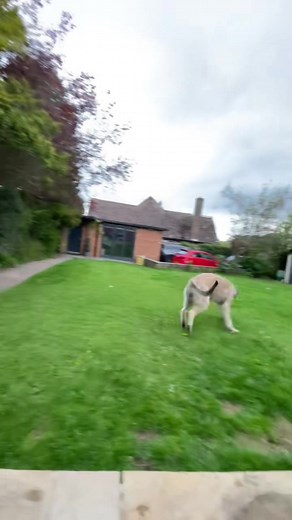 #zoomies #irishwolfhoundpuppy #irishwolfhound #wolfhoundpuppy #giantbreed #bigdog