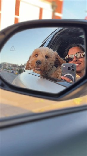 My Sweet Cavapoo: Honeybee of the Heart