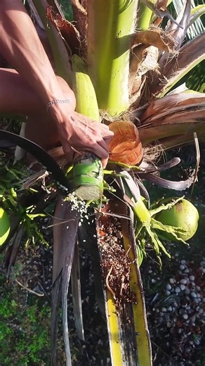 Coconut flower cutting to make wine from Coconut 🍷🌴🔪 #coconut #coconuttree #traditionalwine #wine