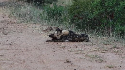 African Wild Dog Contact Calling