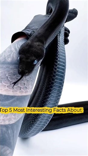 Top 5 Most Interesting Facts About Snakes 🐍 #wildlife #macroperfection #viralvideo #microcamera