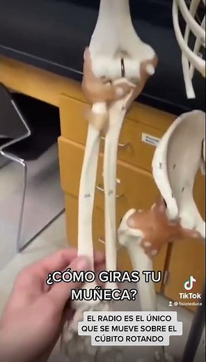 Anatomía del BRAZO