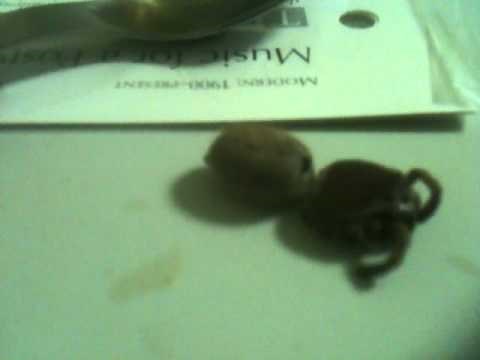 Legless Spider - Week 4