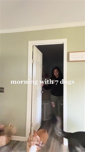 morning with 7 dogs ☀️ #morningroutine #morningvibes #morningroutinewithdog #packofdogs #dogmorningroutine #dogmornings #feedingmydogs #getreadywithme #lashesandleashes #dogmorningwalk #germanshepherd #belgianmalinois #corgi dog morning routine with dogs get ready with dogs feeding my dogs breakfast