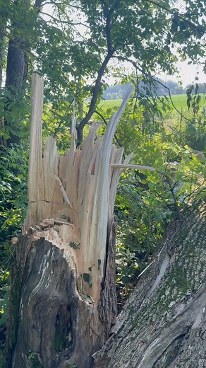 Shortly after finishing our fence, I looked at this large box elder tree at the edge of our driveway and thought to myself “ it would’ve been nice to cut that down before the fence was up.“ Of all the things a tree could fall on… I’ll take the fence! We lost quite a few large trees in the storms last week most of which were in the woods. #homestead #chainsaw | Aidan Osborne
