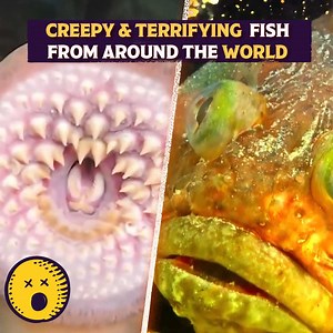 Most TERRIFYING Fish on the Planet!! 😱 | Origins Explained
