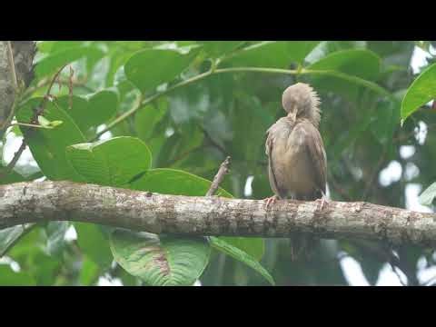 Gentle Sleeping Bird Sounds for Deep Sleep |😴