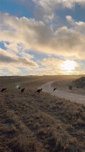 There’s a reason it’s called Kangaroo Island. Wildlife outnumbers people here. We’re just passing through, quietly observing how life really moves 🦘 📹 @mustardmamma ID: A group of kangaroos grazes in a dry, grassy field at sunset before hopping across a winding dirt road. The scene is set against a dramatic, cloudy sky with golden sunlight breaking through. | South Australia