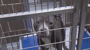 Chicago's dog crisis: Euthanasia rates rise as Animal Care and Control faces overpopulation