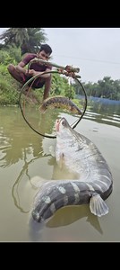 1.6M views · 4.7K reactions | Unbelievable bamboo stick trap fishing #fish #videos #reels #viral | Discovery Site | Facebook