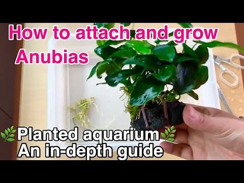 How to attach and grow Anubias in a planted aquarium「An in-depth guide」aquatic plants for beginners