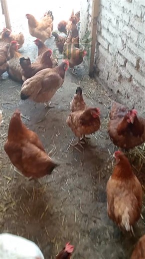 389K views · 6.6K reactions |  “Gallina con diarrea: el remedio casero con arroz y carbón activado que la levanta rápido” #ellfriavicola #tips #consejos #reels #gallinas #remedios #tonico #Eggs #reel #gallinero | Ellfri avicola | Facebook