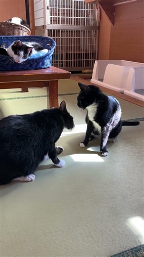 猫プロレス観戦