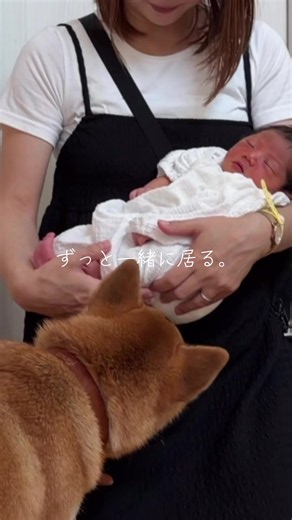 赤ちゃんとずっと一緒に居たい柴犬 — 赤ちゃんを守る仲良し柴犬動画