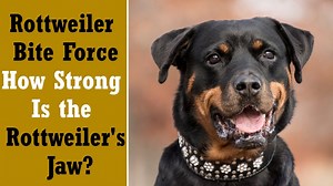 Rottweiler Bite Force: How Strong Is the Rottweiler's Jaw? | Anything Rottweiler