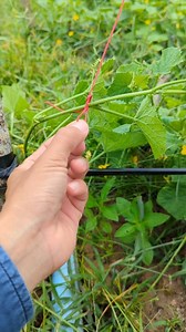 simple Tip for cucumbers grow up with a rope. #MasterKnot #knots #hacks #ropecoilingknot #stringline #reels #idea #Bowline #knotsforclimbing #knottutorials | Weekofknots