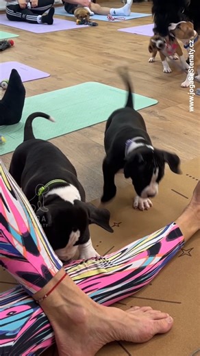 jóga se štěňátky amerického stafordšírského teriéra #amstaff