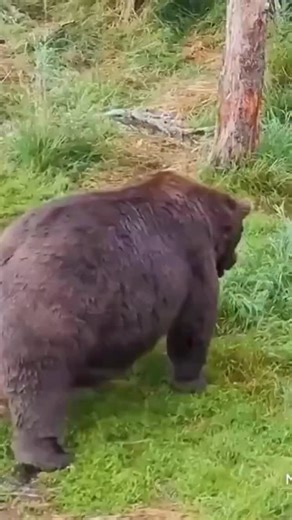 explore.org on Instagram: "Happy New Year! We hope you're cowboy-walking into it."