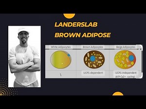 Brown Adipose Lecture