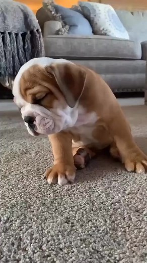 423K views · 4.6K reactions | Bulldog sleeping time, #bulldoglife #bulldogpuppy #bulldog #bulldoglovers #bulldogdays #bulldoglove | Awesome English Bulldog | Facebook