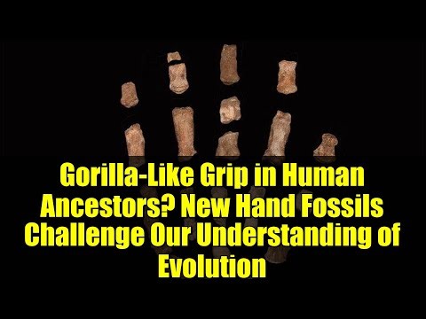Gorilla-Like Grip in Human Ancestors? New Hand Fossils Challenge Our Understanding of Evolution