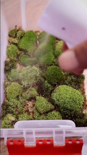 Moss Storage and Propagation
