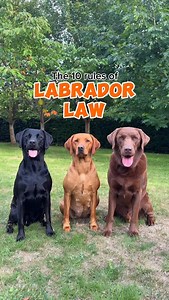 Does your dog follow the rules of Labrador law? 🐶🤭 …or can you think of any other rules I haven’t included? 🤣 #dog #dogs #labrador #dogsofinstagram #funny #happy #cute #chocolatelab #blacklab #foxredlabrador #labradorretriever #lab #labsofinstagram #labs | Hector the choco labo