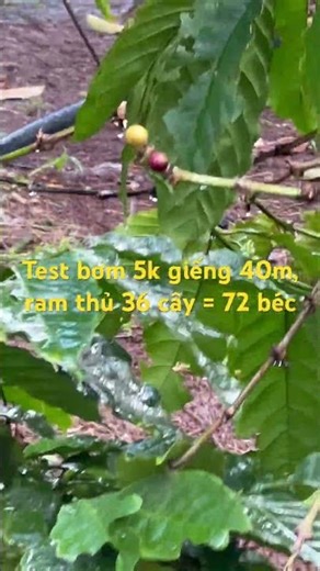 Testing a scanning nozzle system with 78 nozzles and 1 ram.