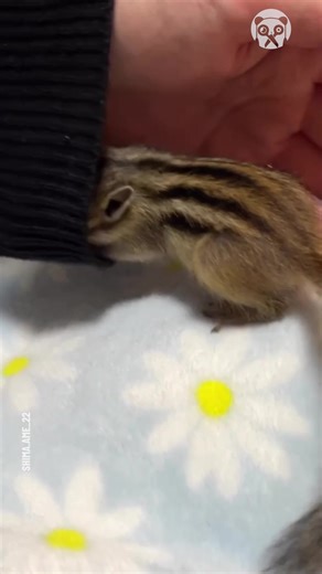 10K views · 185 reactions | Super-duper cute baby chipmunk | Hilarious Ted | Facebook