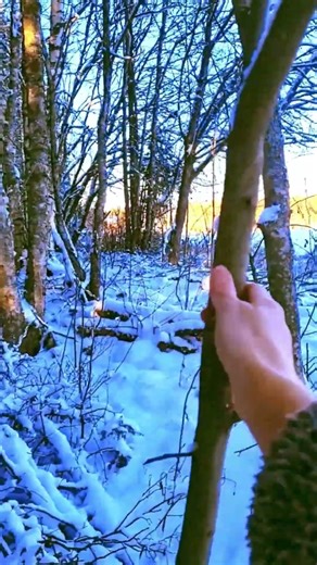 Tree Stroke & Snow Shake ASMR ❄️🌲