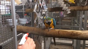 POWER IN THE SHOWER FOR PARROTS & POPPETS| Much like kids, parrots need routine showers to keep clean. It can also be enriching. But, showering is not always a happy experience, depending on each individual's personal point of view. That can be where the battle begins. Don't battle: Teach. Your job is to arrange the environment so that the right behavior is easier and more reinforcing; the bird’s (or dog’s or kid’s) job is to use his/her behavior effectively. Here are the behaviors to measure: •