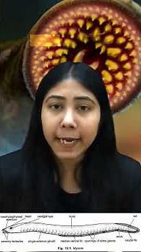 Cyclostomata | Characteristics, Spawning & Examples | Agnatha | Biology | Class11 | Adhyayanta