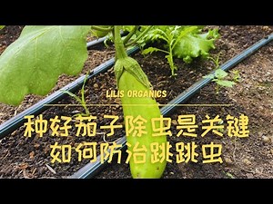 How to control flea beetles to protect your eggplants