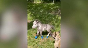 This teeny-tiny horse runs around like one of the house pets. 🐎 | Humankind