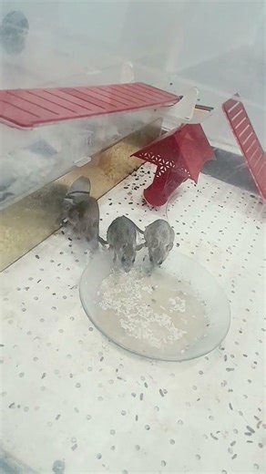 "watch this tiny mouse move;😳🐭