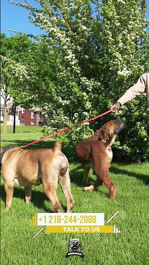 What Exactly Is He Picking Up From All That Licking?