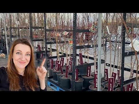 My FAVORITE Place to Buy Fruit Trees!