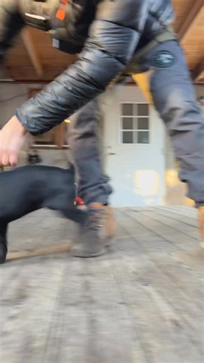 We have just started up the reward development with one of our future detection dogs! If you wanna learn more about play, check out our webinar package below! Play development package This webinar package includes all you need to know to develop strong, reliable and conflict free toy rewards. Play development part 1 - Chasing games This webinar is all about building drive, engagement and focus. With videos and explanations we will go through the principles and mechanics that will help you increa