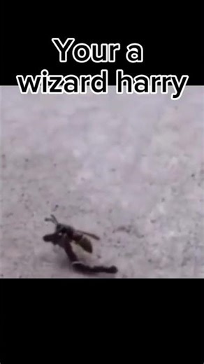 You're a wizard #giveaways #trending #memes #shorts