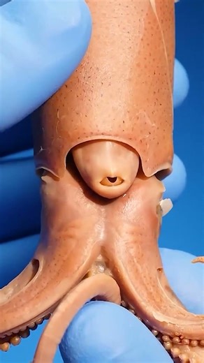 How Squids Really Move 😳🦑