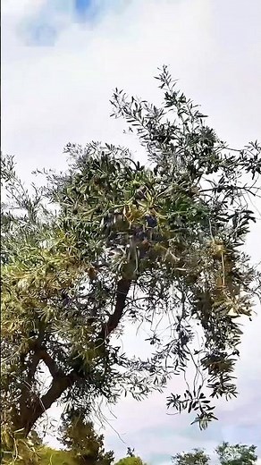 🌿 Exploring Olive Tree in Nature!