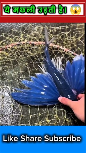 Flying fish of the Ocean #facts