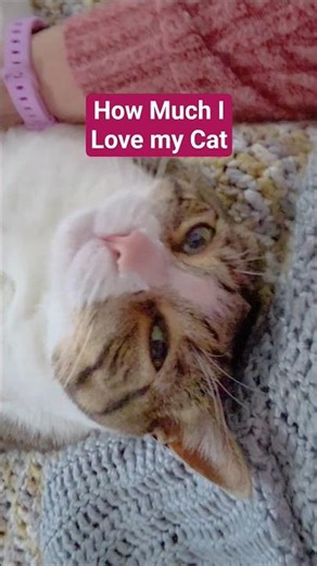 How my cat looks at me. 🥹💜 #cutestcat #sweetestcat