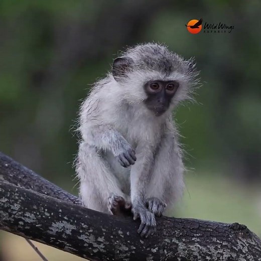 Why South Africans Call Vervets "Blue Ball Monkeys" #krugersightings #wildlife #krugersafari