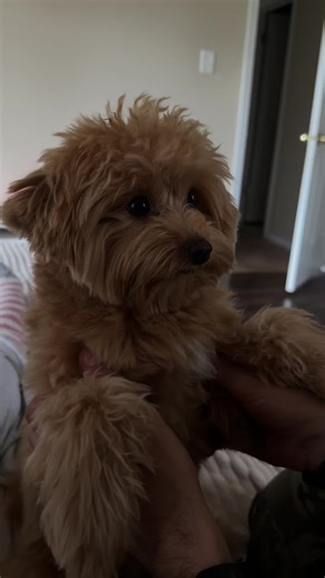 Barney's Mess: A Heartwarming Moment of Realization