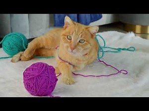 Samsung 8k demo video : True to life imagery in real 8K