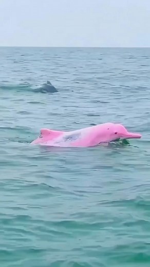 25K views · 917 reactions | Pink dolphins are magical ✨ Repost from...
